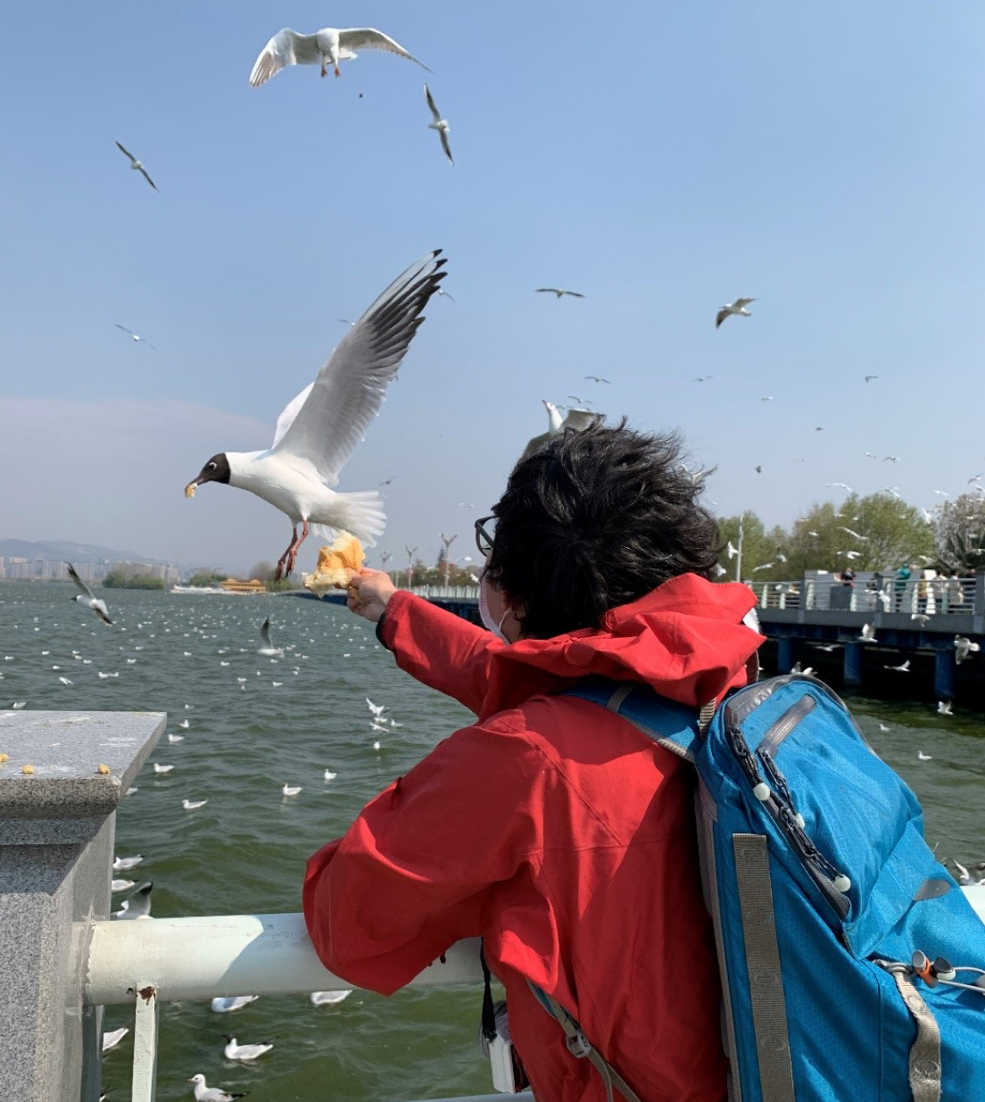 feeding seagull
