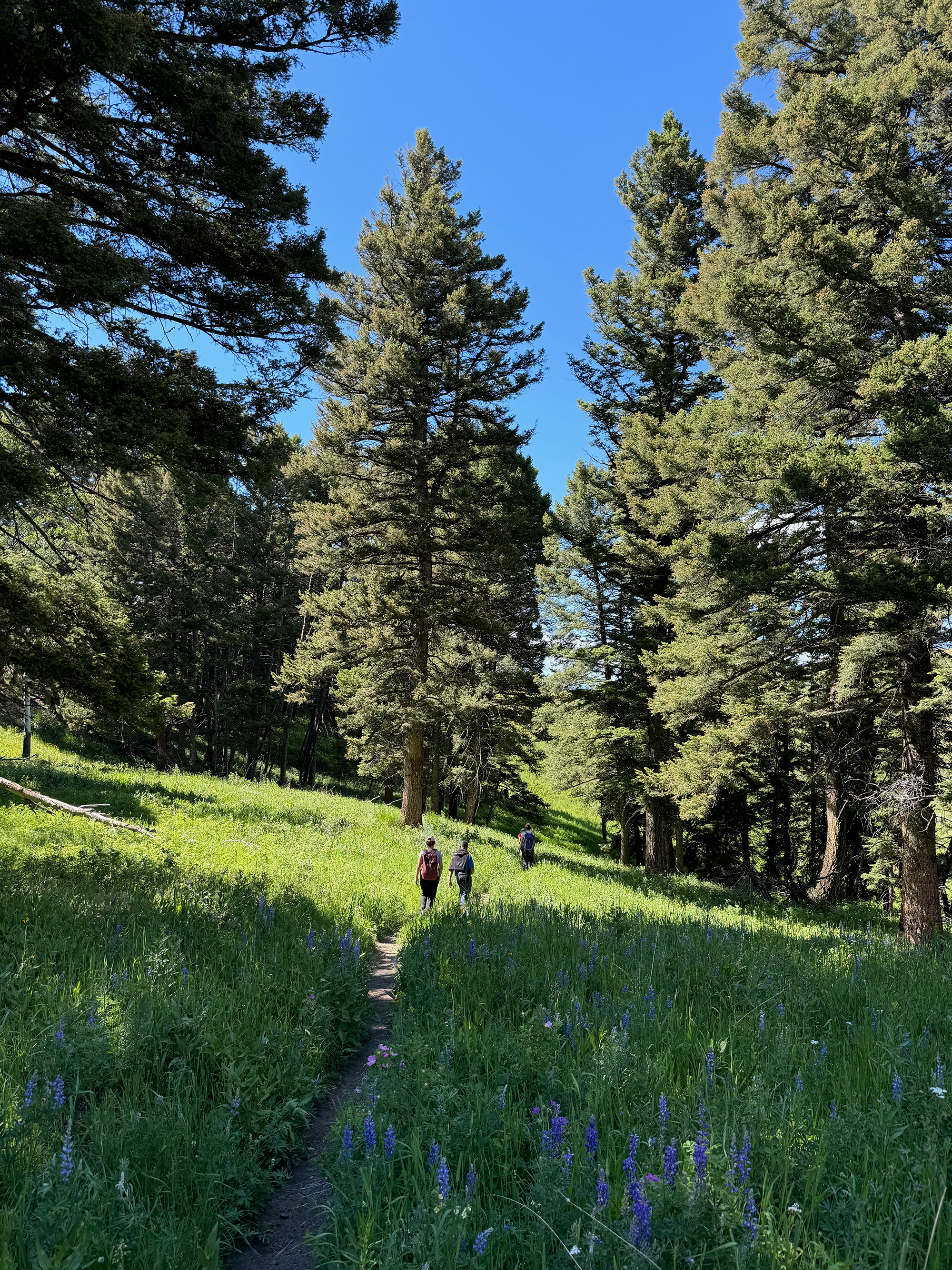 Few visitors leave the road to explore the hiking trails.