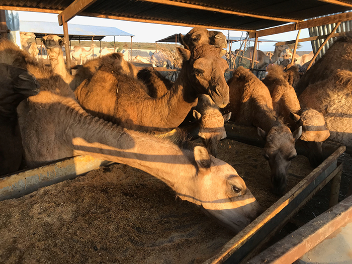 Camels in a zero-grazing farm feeding on an imported corn soy blend (Photo: Raphael Schwere, 2018)
