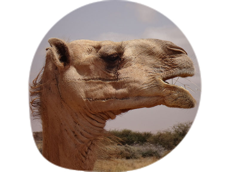 Interspecies Relatedness in a Disappearing Camel World