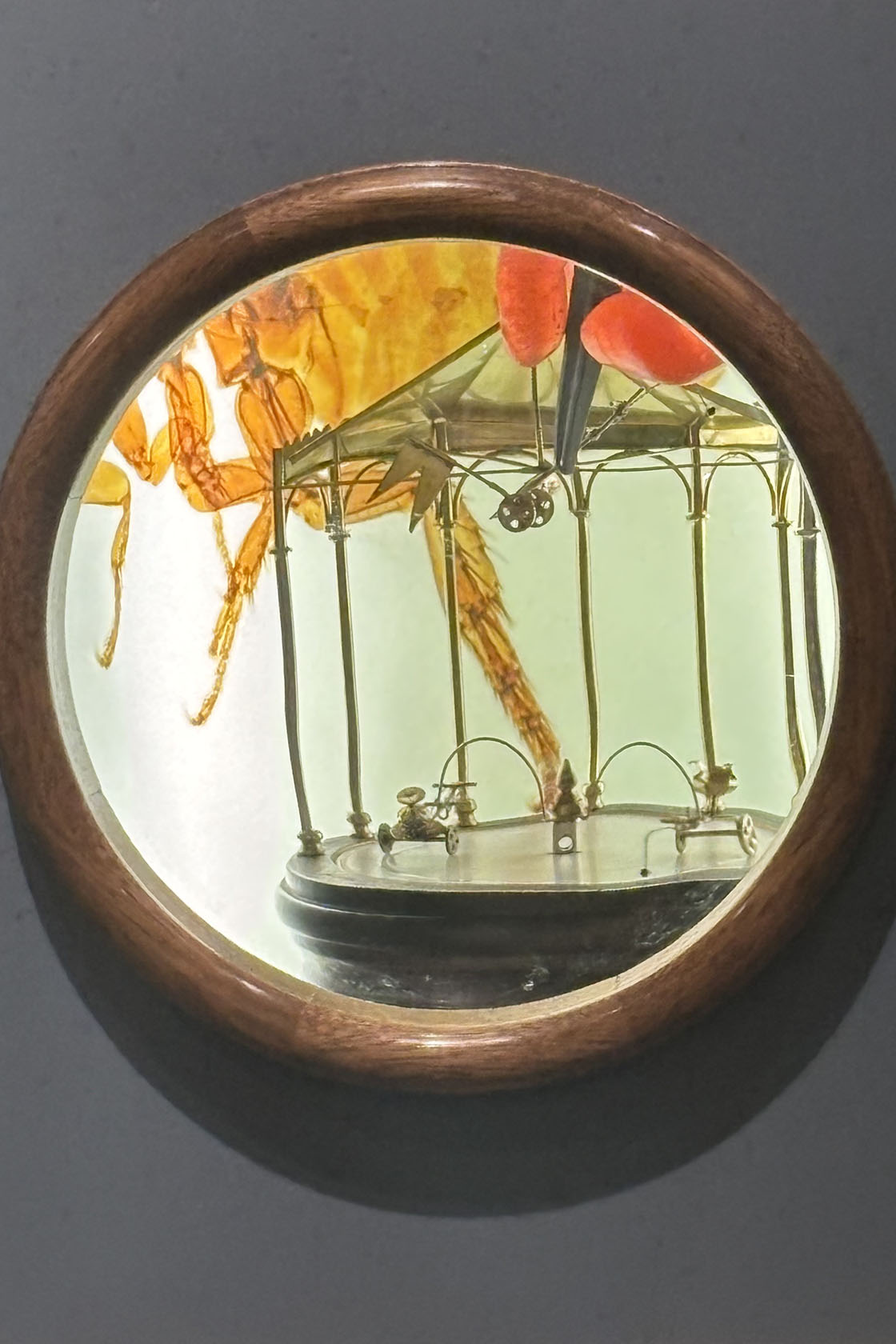 Tierschauen
